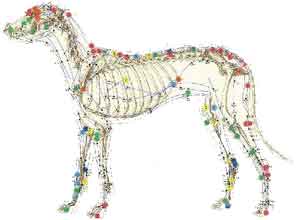 Acupuntura Veterinária em São Luís