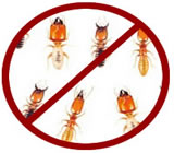 Descupinização em São Luís