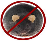 Desratização em São Luís