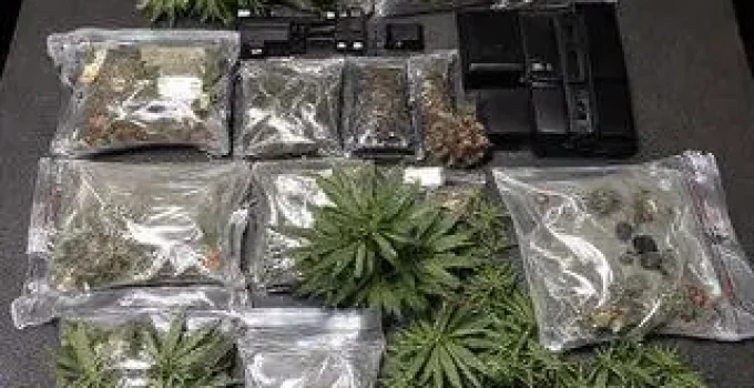 meia tonelada de maconha