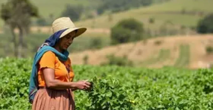 Feira da Agricultura Familiar em São Luís