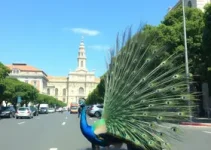 suspensão do rodízio de veículos