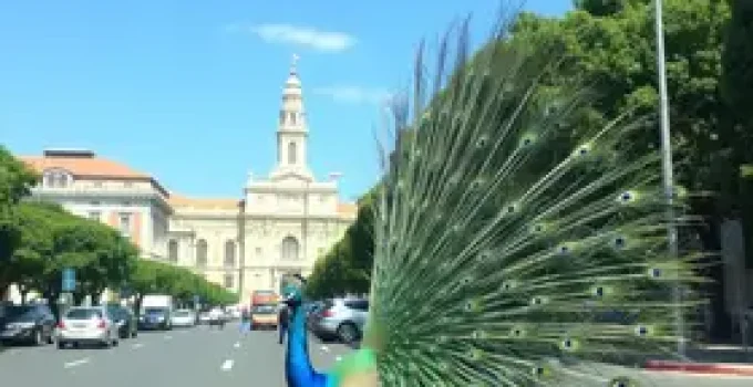 suspensão do rodízio de veículos